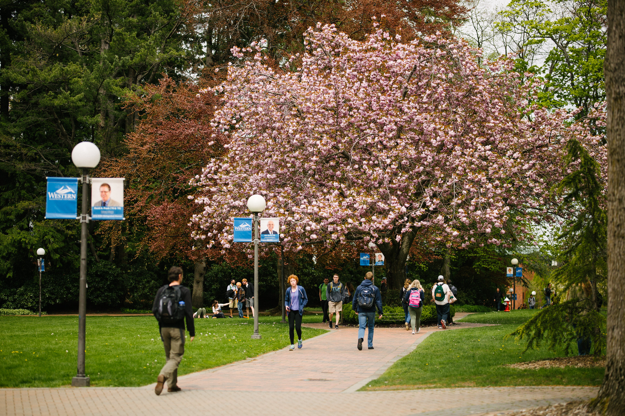 Students walking near Old Main, cherry trees blooming above