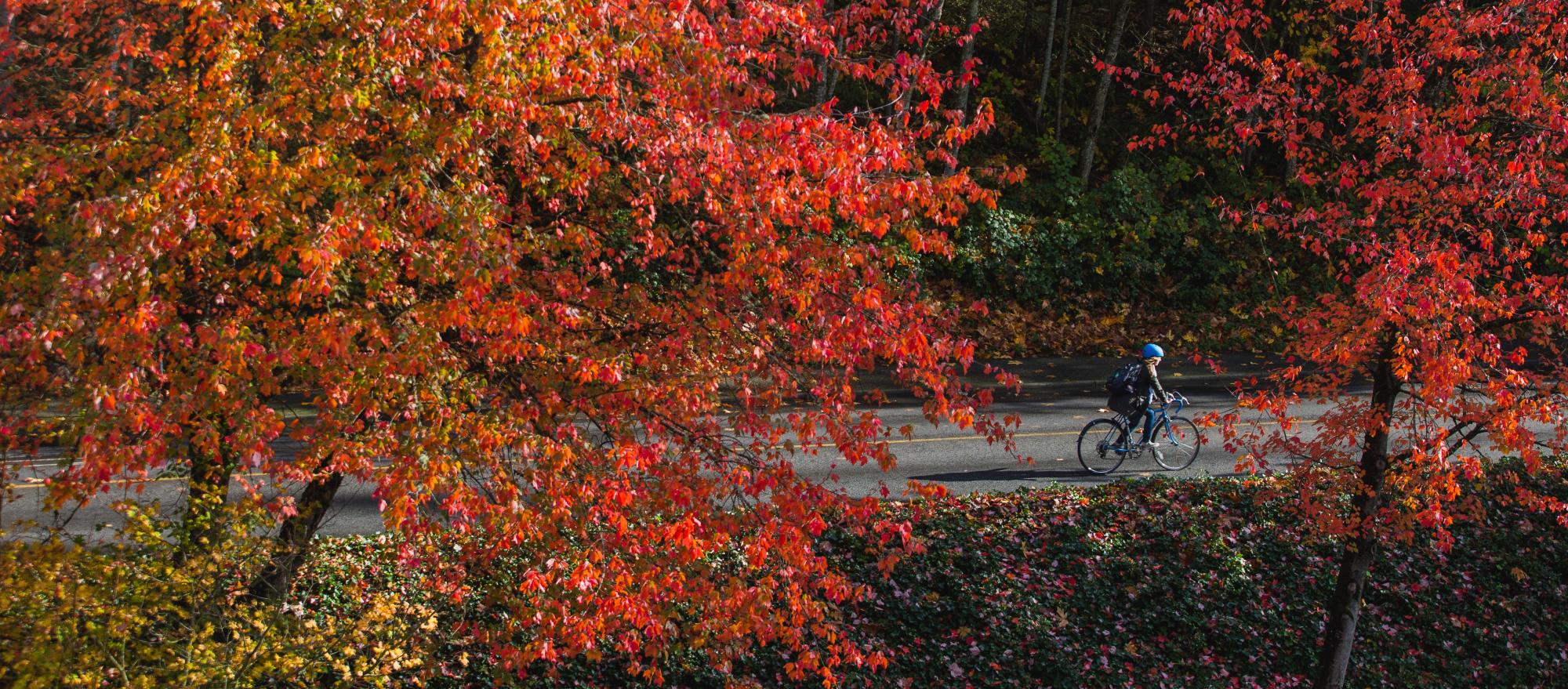 person biking in fall trees