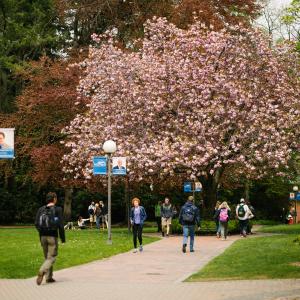 Students walking near Old Main, cherry trees blooming above